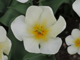 tulipa foersteriana - purissima 1943